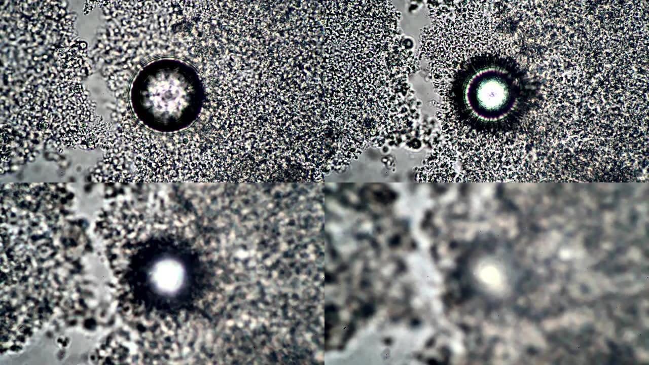 显微镜中的抽象圆形物体调焦