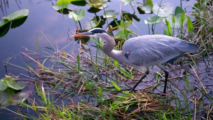 大蓝鹭站在佛罗里达州大沼泽地国家公园水中的视频
