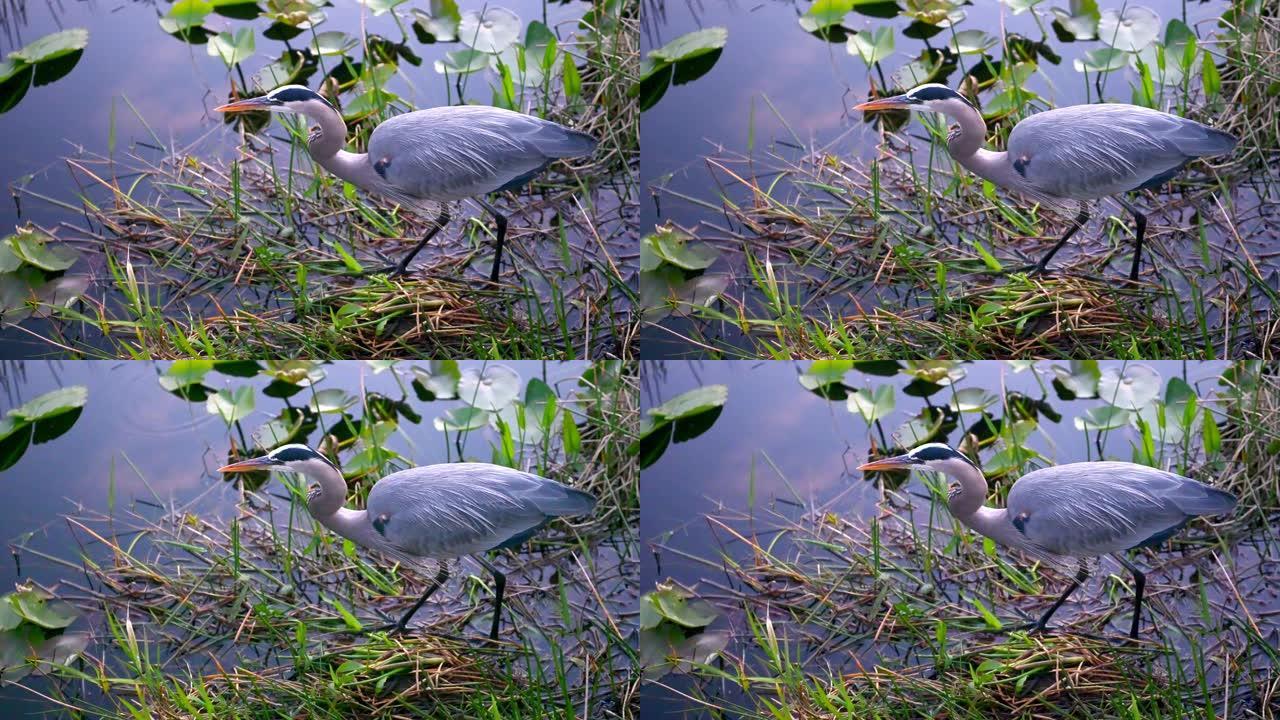 大蓝鹭站在佛罗里达州大沼泽地国家公园水中的视频