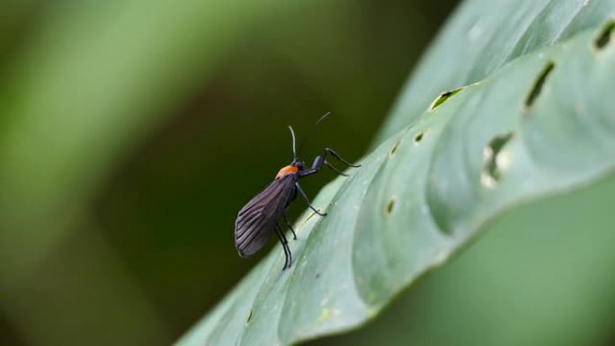 黑色翅膀的虫子栖息在背景模糊的叶子上