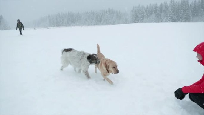 狗在狗公园玩雪狗在狗公园玩雪