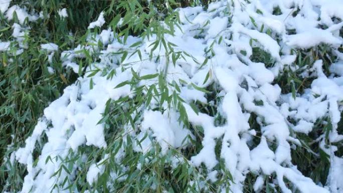 新鲜的雪覆盖了一片竹子植物，稳定的拍摄