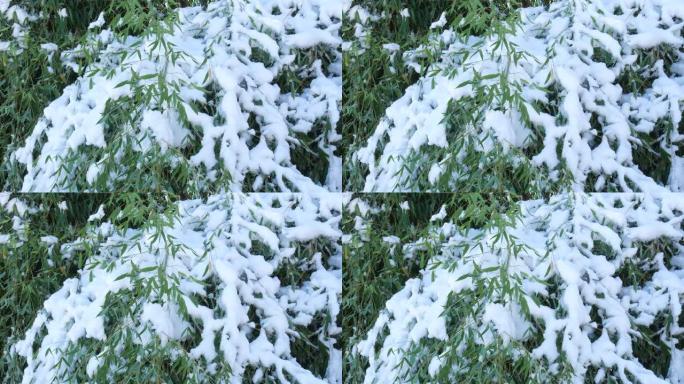 新鲜的雪覆盖了一片竹子植物，稳定的拍摄