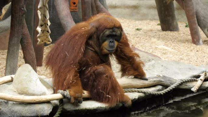 疲惫的猩猩坐在动物园的树枝上