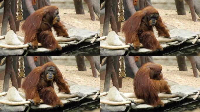 疲惫的猩猩坐在动物园的树枝上