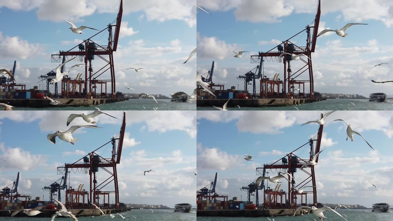 飞行海鸥的俯视图升格慢镜头飞翔