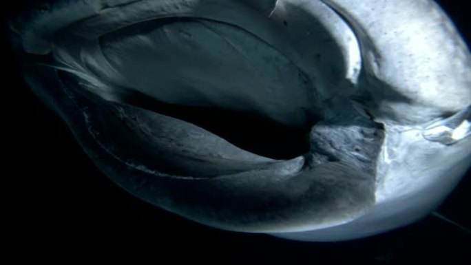 鲸鲨-受重伤的犀牛typus在夜间过滤浮游生物，印度洋，马尔代夫，亚洲