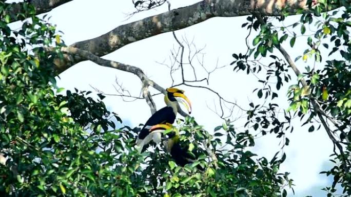 雄性和雌性犀鸟在森林中的榕树上找到食物吃。