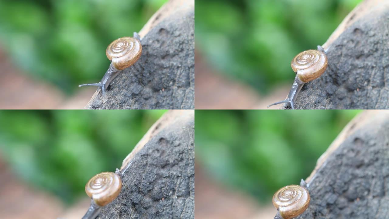 蜗牛在自然界的树上的旧木头上行走。蜗牛被归类为无脊椎动物。特写和微距拍摄