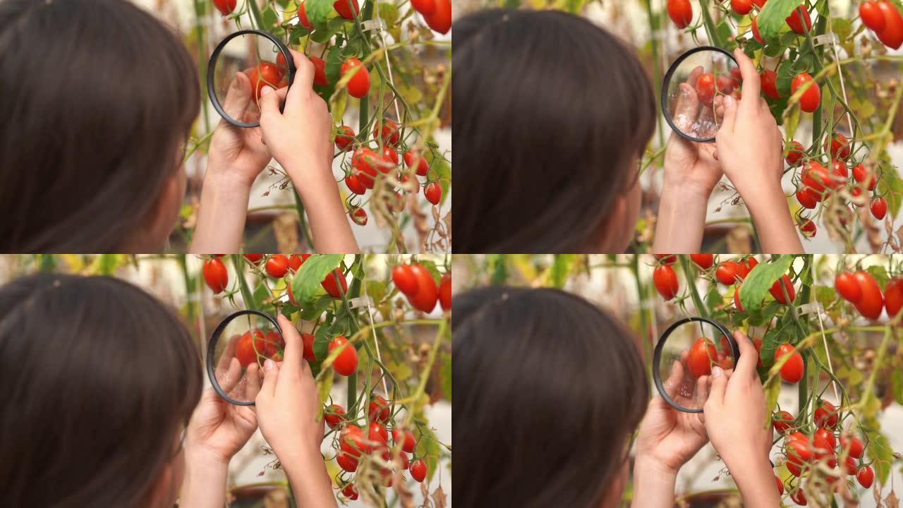 年轻的女孩使用放大镜考试西红柿在有机农场，转基因食品，生物食品，替代ifestyle概念