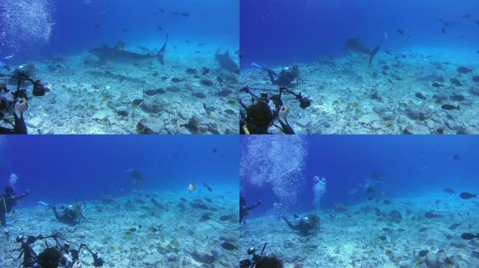 女水肺潜水员看虎鲨捡起金枪鱼和其他渔业废物的残骸被渔民扔进海洋-印度洋，富瓦赫穆拉岛，马尔代夫，亚洲