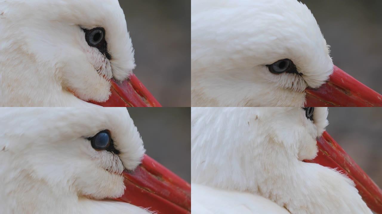 白鹳的特写白鹳的特写