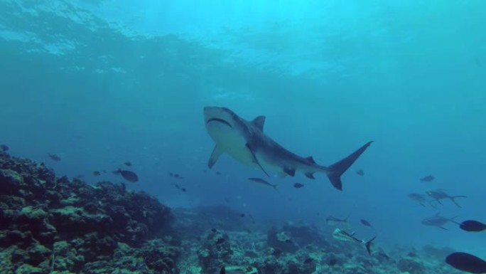 大虎鲨吃着通尼拍着下巴。低角度拍摄，虎鲨，Galeocerdo cuvier，印度洋，富瓦赫穆拉环礁