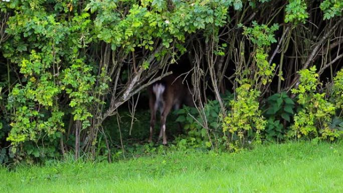 年轻的梅花鹿走进树篱，受到惊吓，再次出来