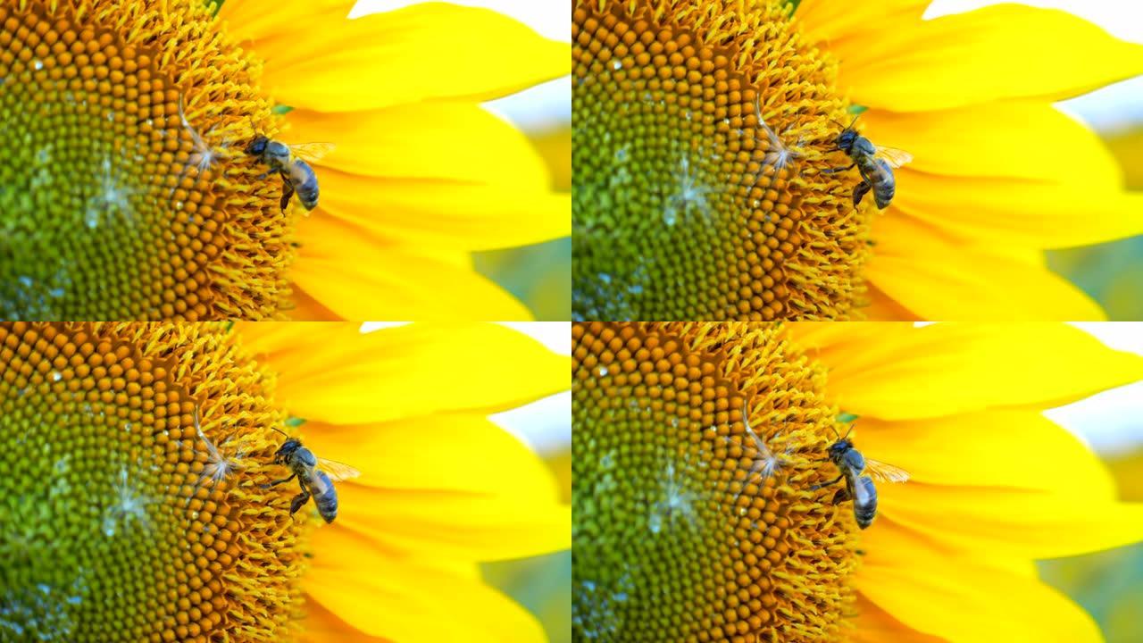 蜜蜂从田间成熟的向日葵中采集花蜜。大黄蜂在黄花上收集花粉。小昆虫的辛勤工作。慢动作特写细节视图