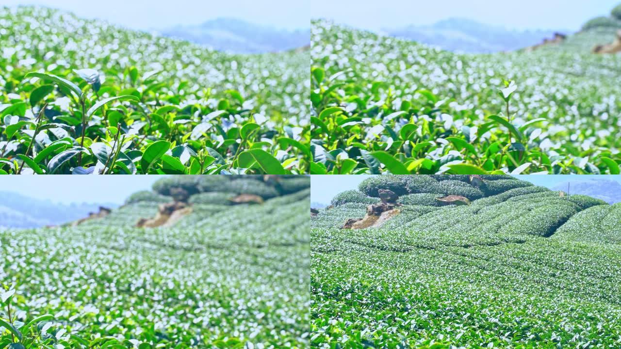 美丽的绿茶作物花园一排排蓝天云彩，为鲜茶产品背景设计理念。