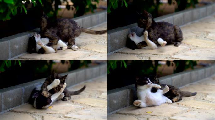 两只可爱的野猫在街上玩耍。