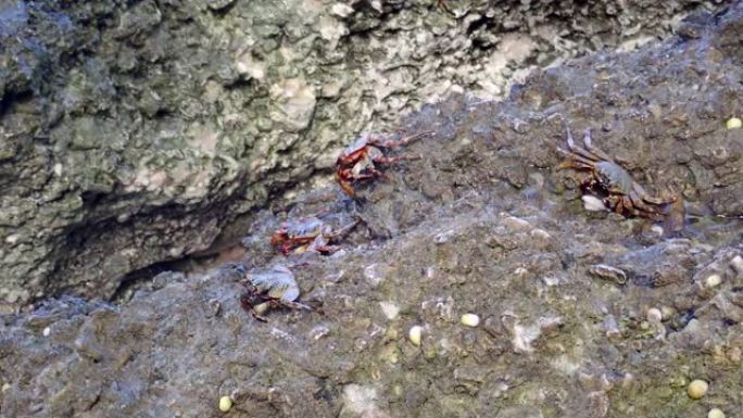 螃蟹坐在冲浪区的一块岩石上