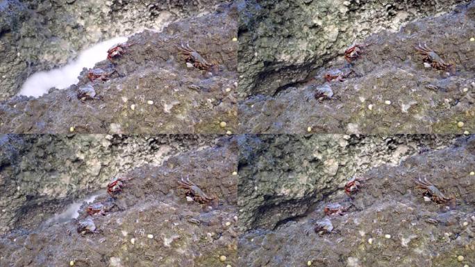 螃蟹坐在冲浪区的一块岩石上