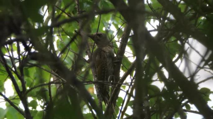 灰头啄木鸟 (Picus dous) -兴安自然保护区