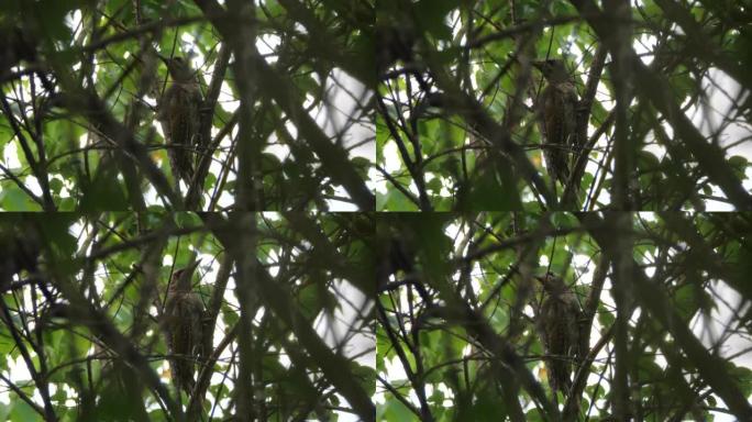 灰头啄木鸟 (Picus dous) -兴安自然保护区