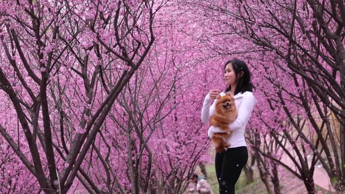 梅花盛开女子带着宠物狗逛梅花林