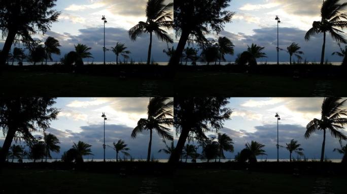越南美丽的海上日出。椰子树的叶子剪影