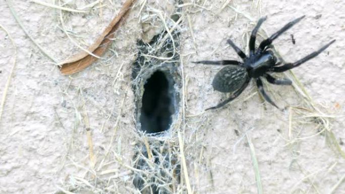 危险的澳大利亚黑蜘蛛从漏斗中出来捕捉猎物
