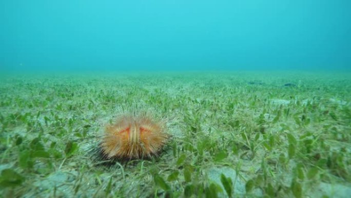 海底草地板上的有毒花海urchain。