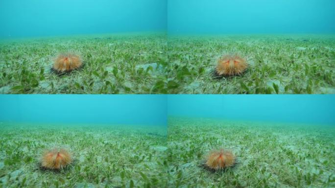 海底草地板上的有毒花海urchain。