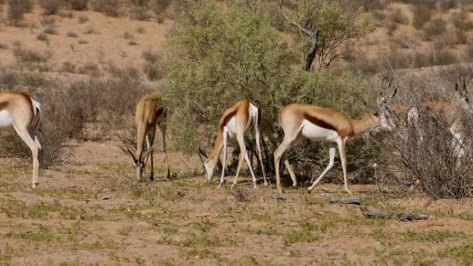 跳羚羚羊 (Antidorcas marsupialis) 取食，南非卡拉哈里沙漠。