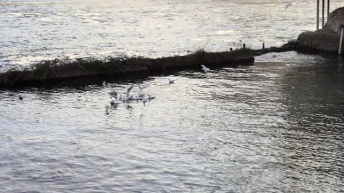 康斯坦茨湖上的海鸥群