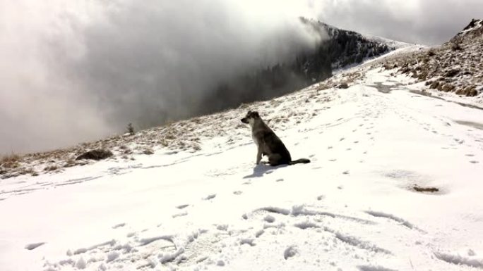 山狗坐在雪地里，山里，冬天的风景
