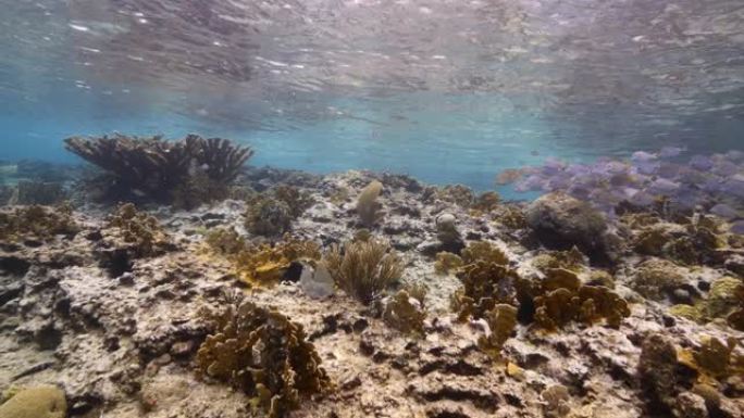 库拉索岛周围加勒比海珊瑚礁的海景，有海洋刺鱼，珊瑚和海绵，可以看到表面和阳光