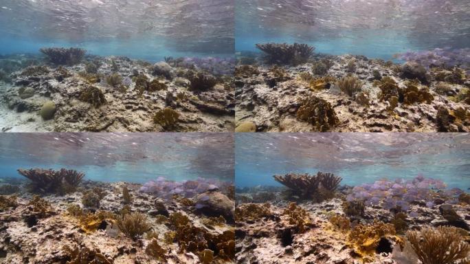 库拉索岛周围加勒比海珊瑚礁的海景，有海洋刺鱼，珊瑚和海绵，可以看到表面和阳光