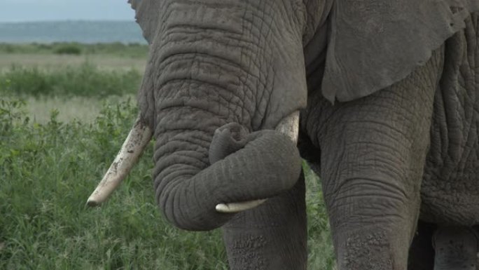 非洲象特写非洲大象