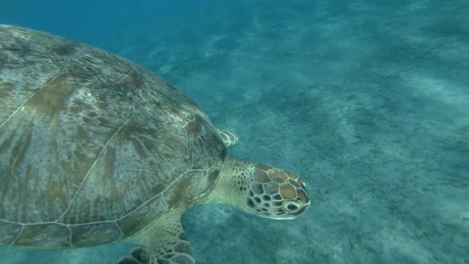 绿海龟的特写镜头从底部慢慢游到水面，呼吸一下，潜入底部，背景是蓝色的水。特写，慢动作