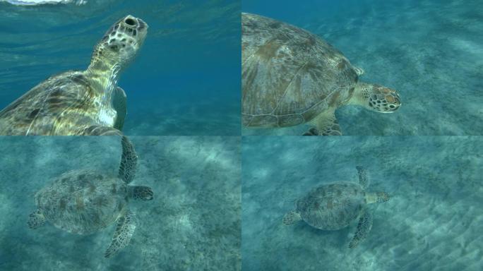绿海龟的特写镜头从底部慢慢游到水面，呼吸一下，潜入底部，背景是蓝色的水。特写，慢动作