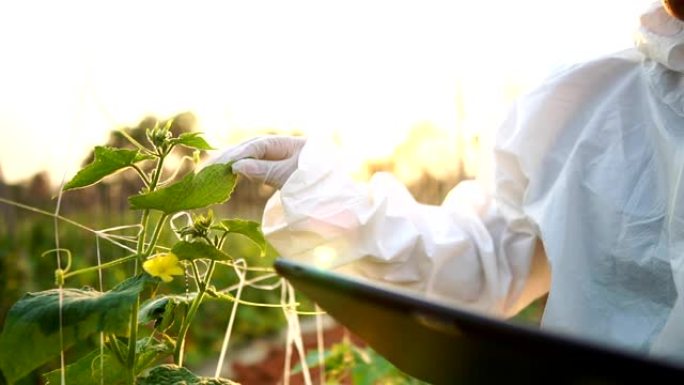 科学家正在检查蔬菜转化中的污染物