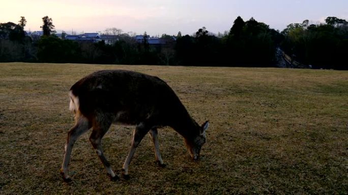 早上在奈良公园的鸟边野鹿