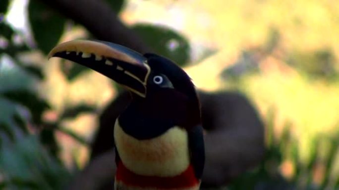 灿烂的栗子耳Aracari，翼龙栖息在喂鸟器上。