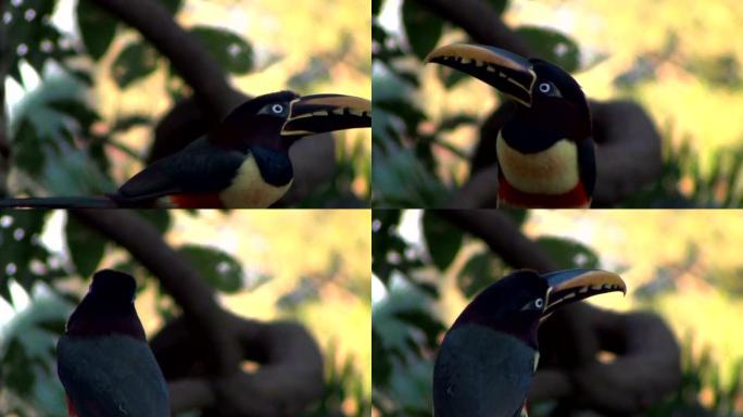 灿烂的栗子耳Aracari，翼龙栖息在喂鸟器上。