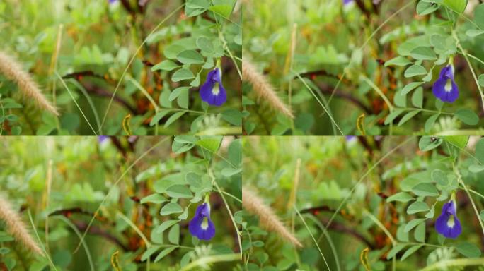 美丽的盛开的阴蒂在野外。盛开的草本植物蓝豌豆在野外在绿草的背景