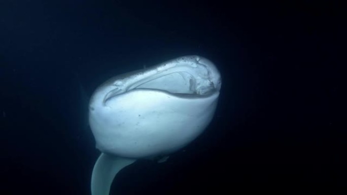 鲸鲨 (Rhincodon typus) 在夜间张开嘴喂养磷虾 (3d效果)，印度洋，马尔代夫，亚洲