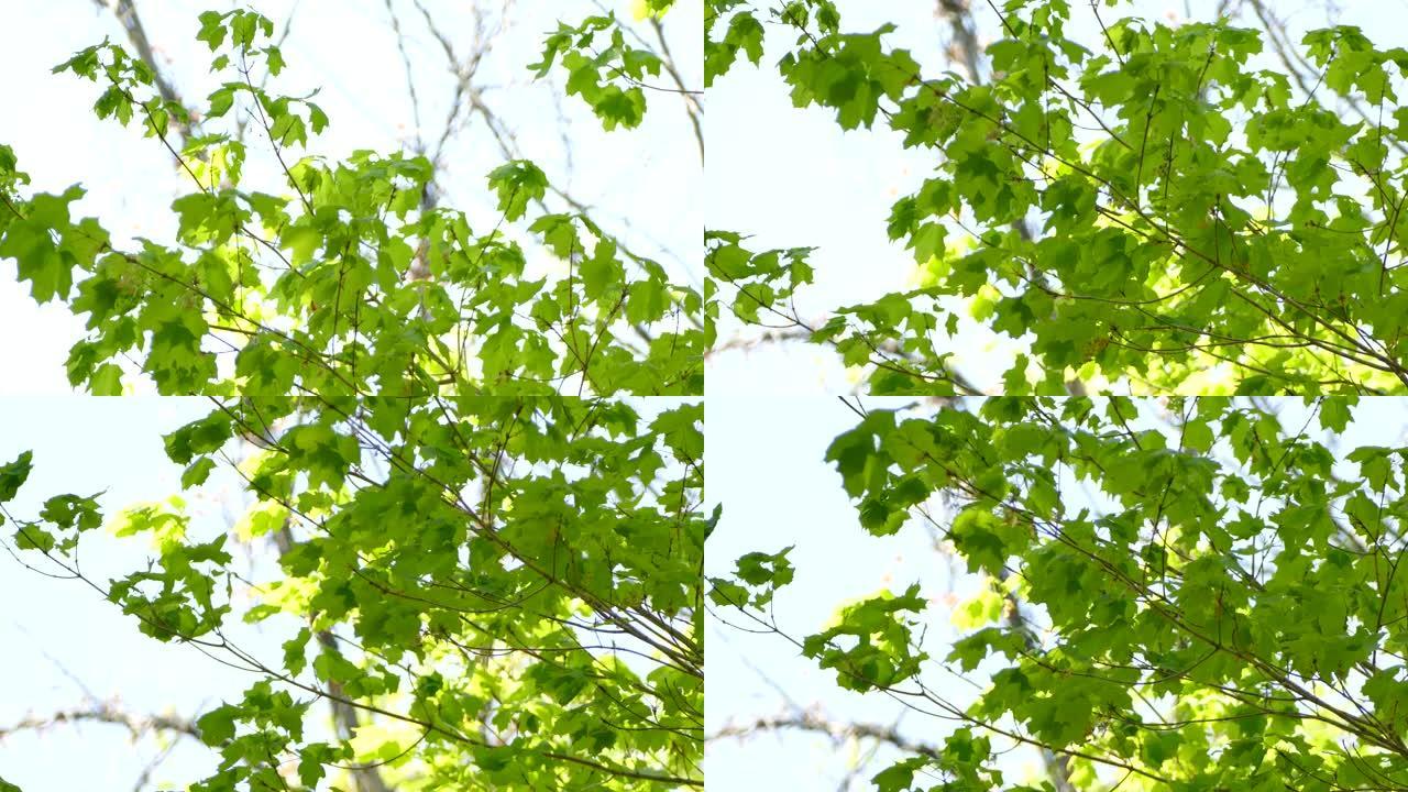 适度的风吹着枫树的叶子，里面有布莱克本莺