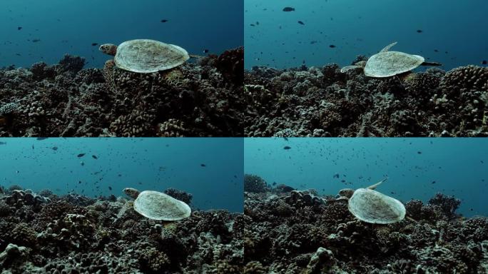 海龟在太平洋里游泳。水下海洋生物与美丽的海龟在海里。珊瑚礁附近的热带爬行动物。潜水在清澈的水中-生物