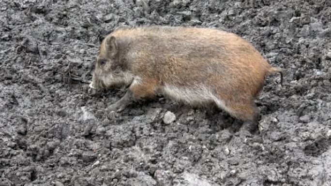 野猪婴儿在泥泞中寻找食物