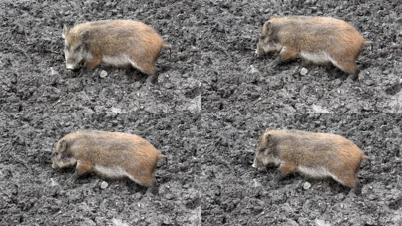 野猪婴儿在泥泞中寻找食物