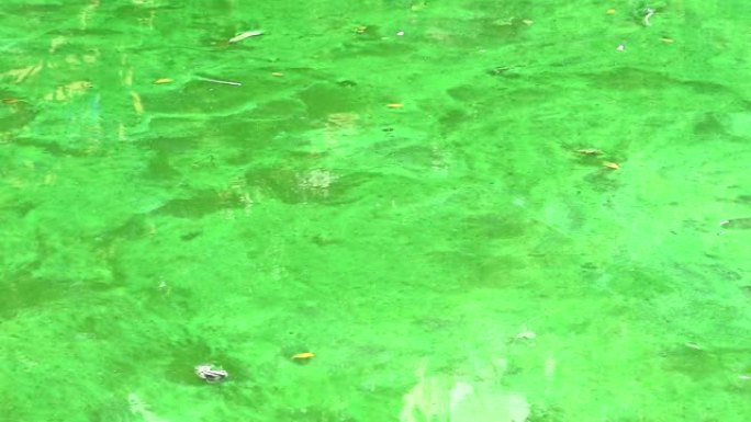 鲶鱼是耐用的，能够生活在比其他动物更长的蓝藻的毒水中1