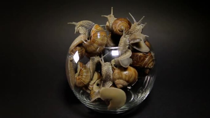 许多蜗牛从玻璃花瓶里爬出来。